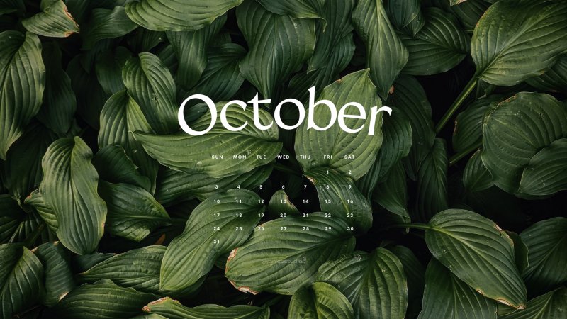 Красивые листья растений