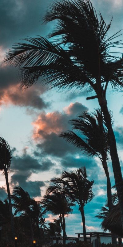 Заставка пальмы