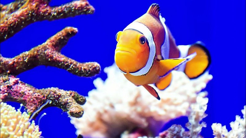 Рыбы в океане