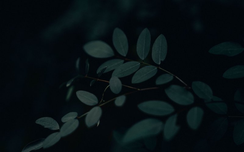 Темно зеленые листья