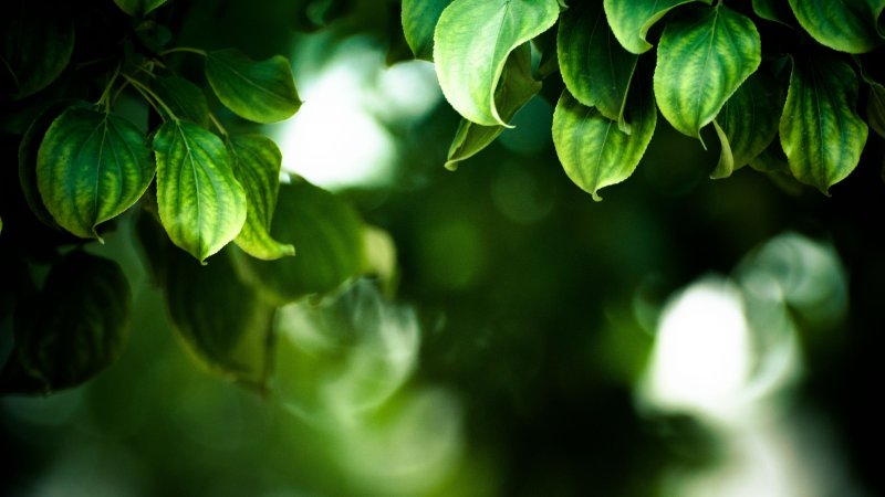 Красивый зеленый