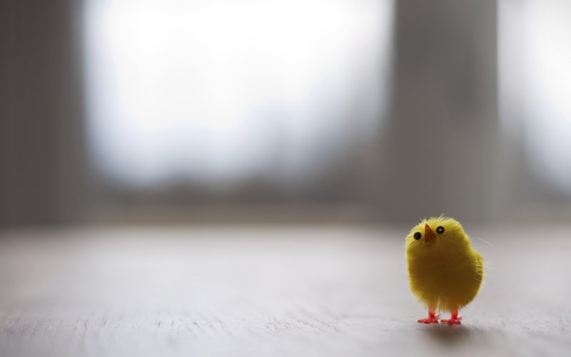 Грустный цыпленок