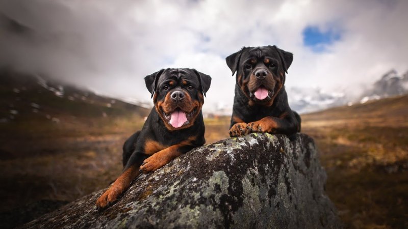 Ротвейлер щенок