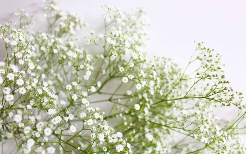 Гипсофила метельчатая паутинка