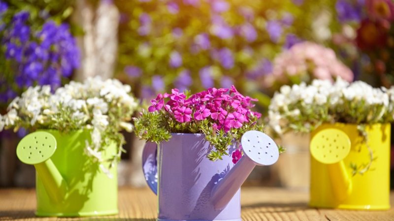 Цветы в лейке