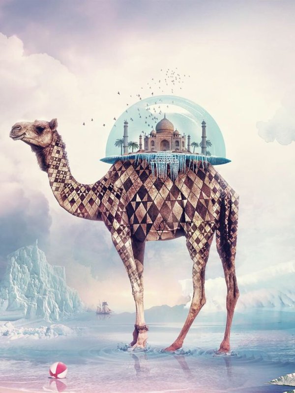 Верблюд в пустыне