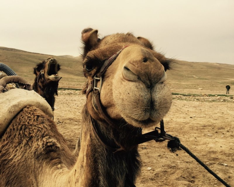 Верблюд в пустыне