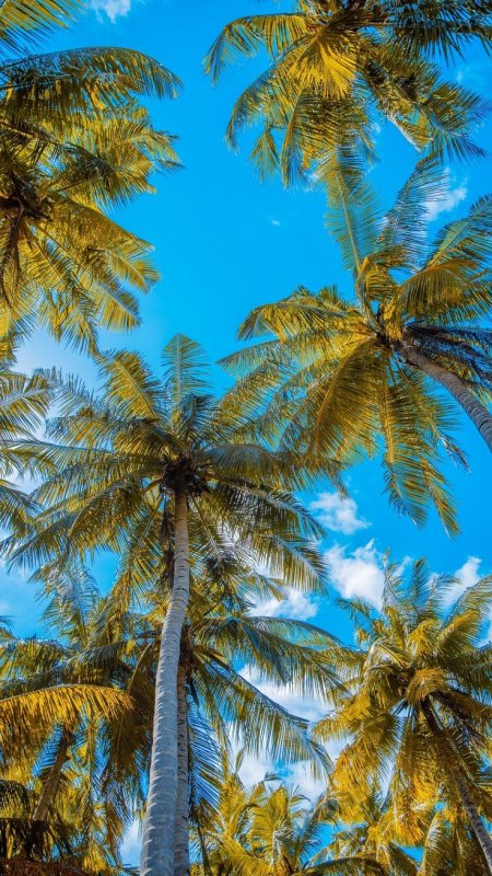 Море пальмы