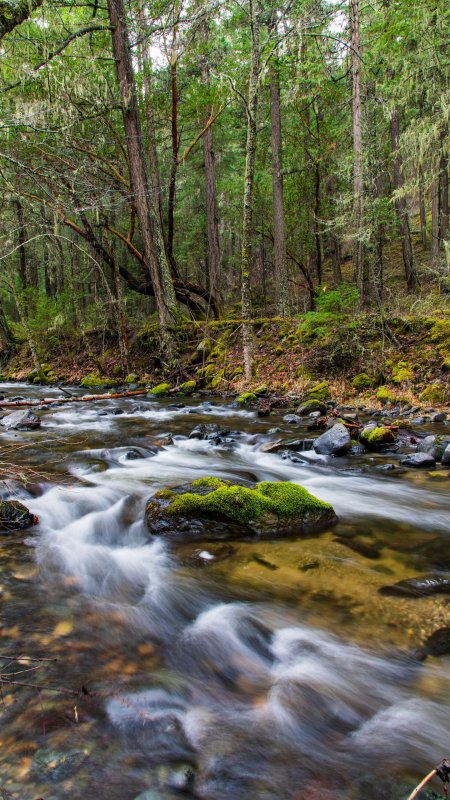 Река в лесу
