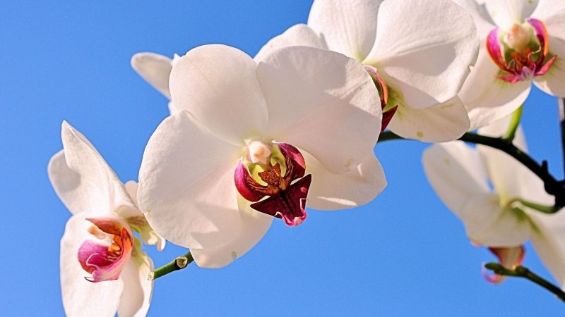 Фаленопсис черри блоссом