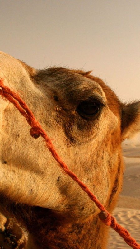 Верблюд фото