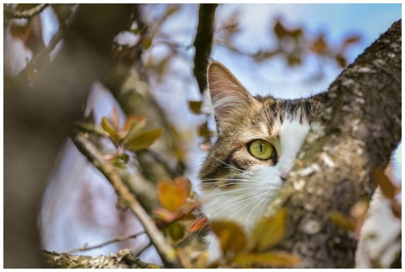 Кошки весной