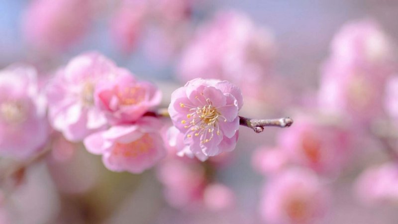 Розовые цветы