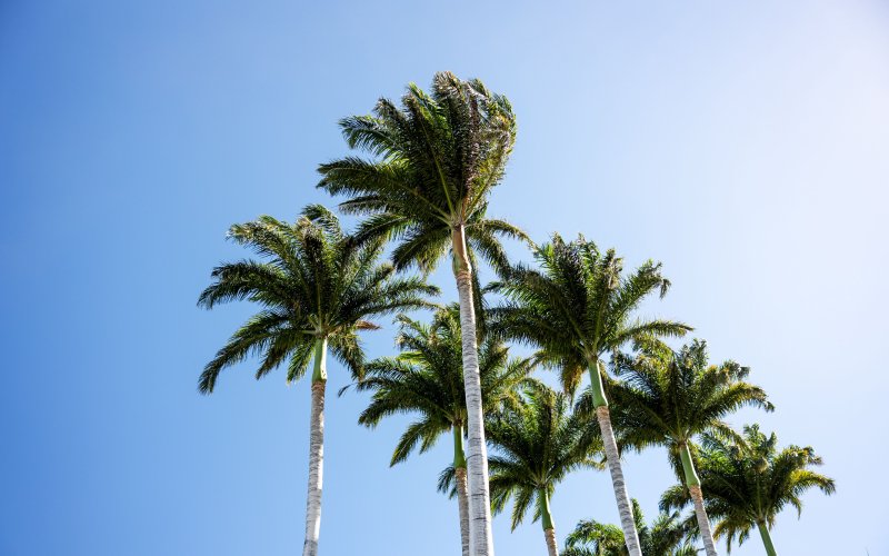 Пальмы HD