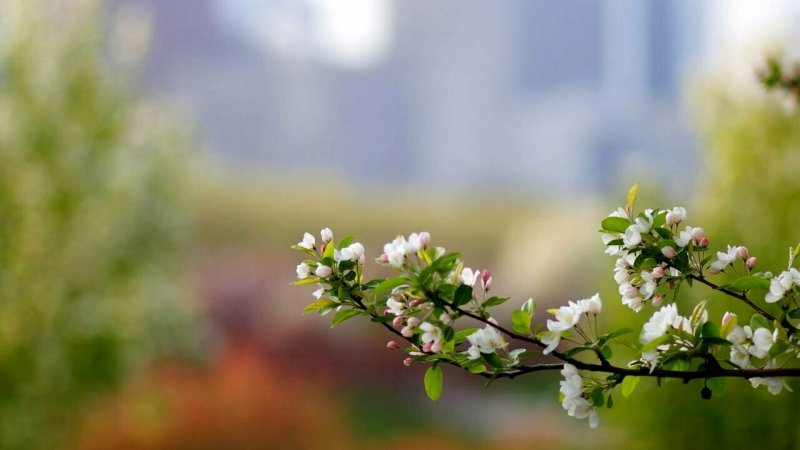 Весна природа