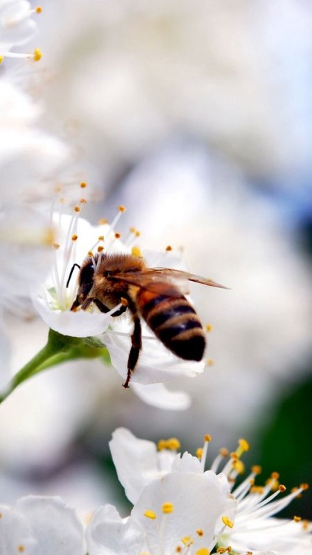 Насекомые весной