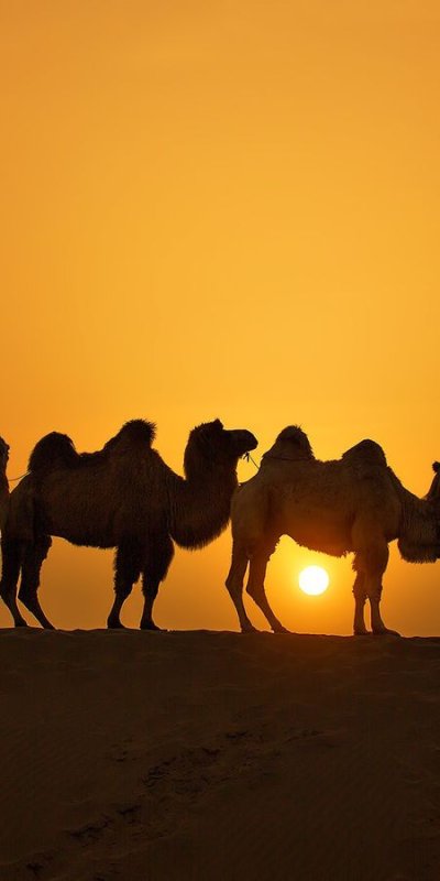 Двугорбые Верблюды Караван