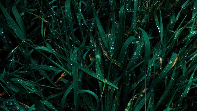 Зелёные растения