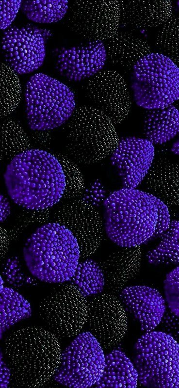 Синие ягоды