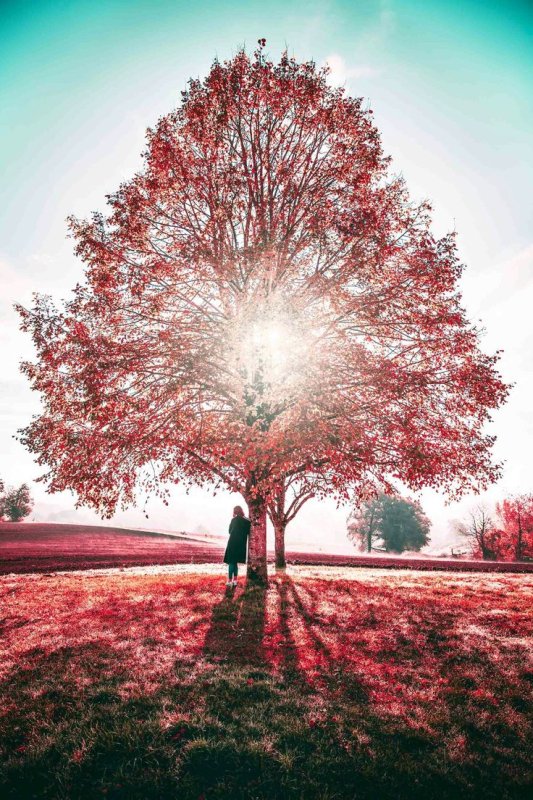 Солнечное дерево