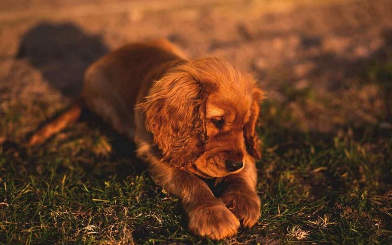 Испанский кокер спаниель