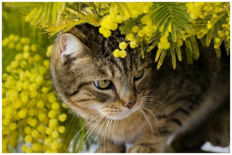 Котики Весна