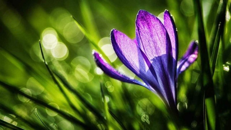 Красивые весенние цветы