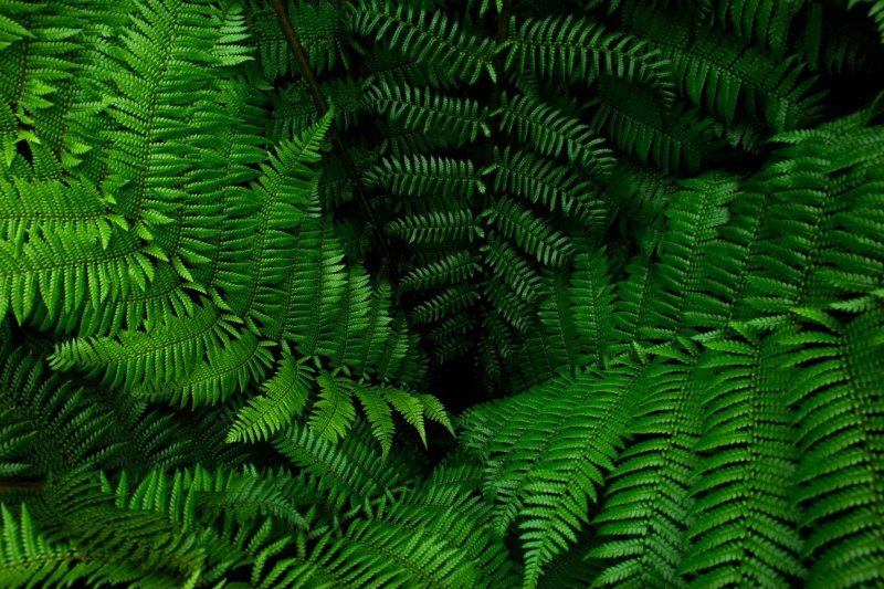 Лиановидные папоротники