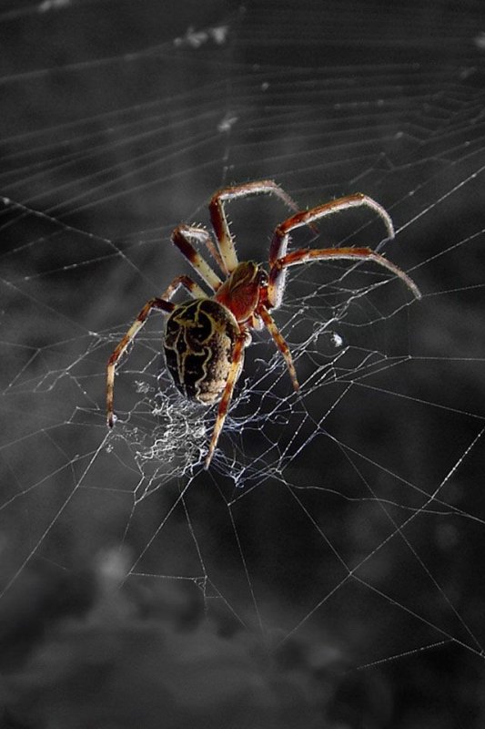 Крутые пауки