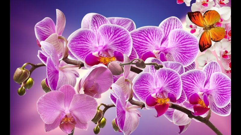 Орхидея Мирафлора