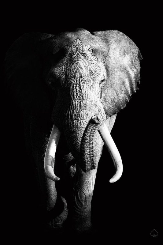 Черный слон