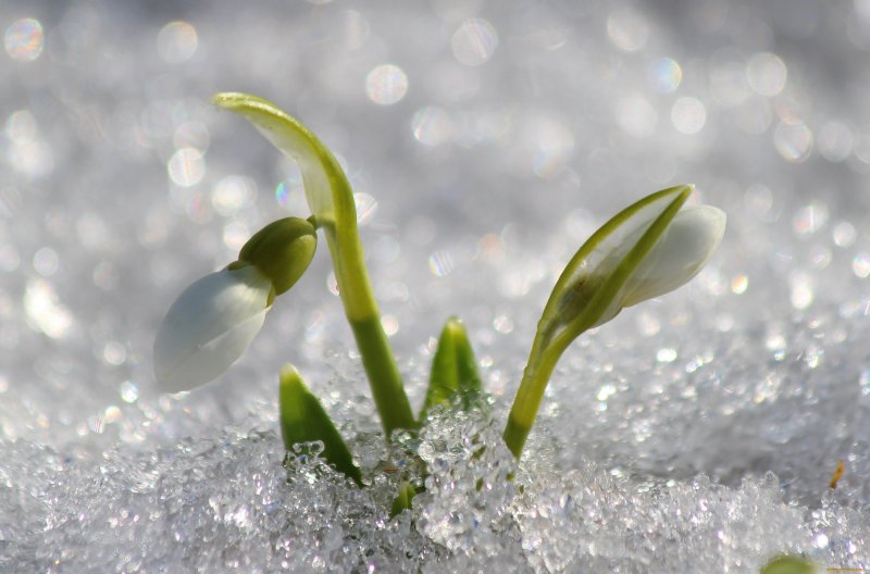 Весна подснежники