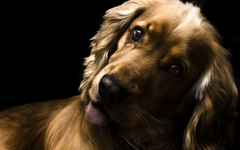 Английский кокер-спаниель