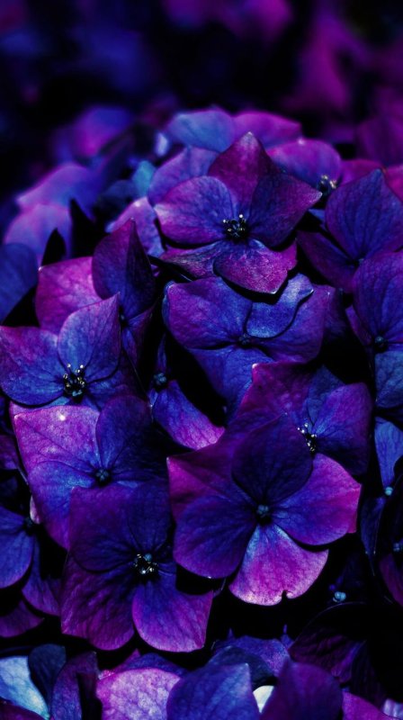 Цветок "гортензия"