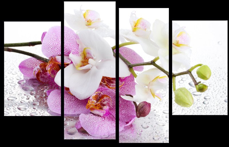 Alba Gerbera панно (al-p-GRB) 40х60