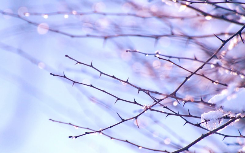 Весенний фон