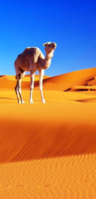 Пустыня сахара