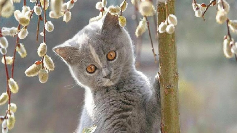 Котики Весна