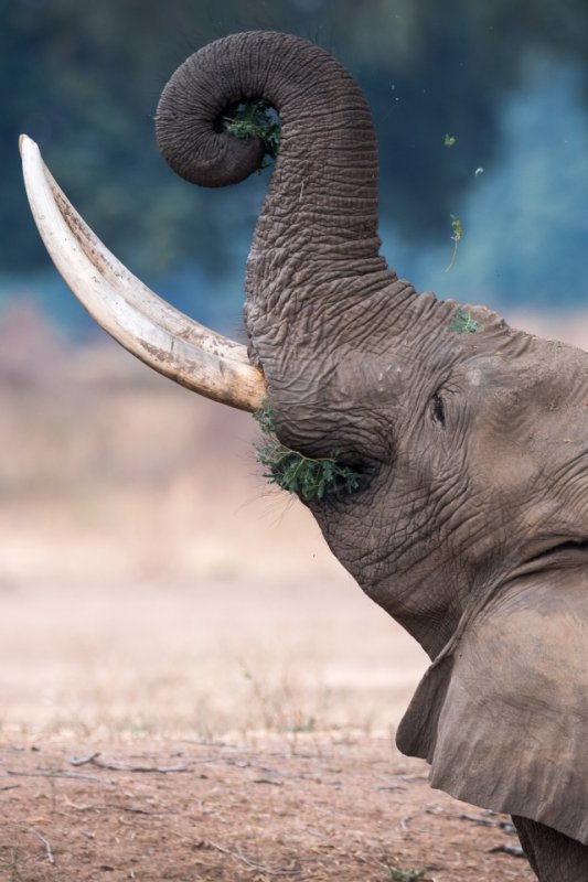 Бивни слона