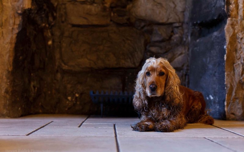 Английский кокерспариэль