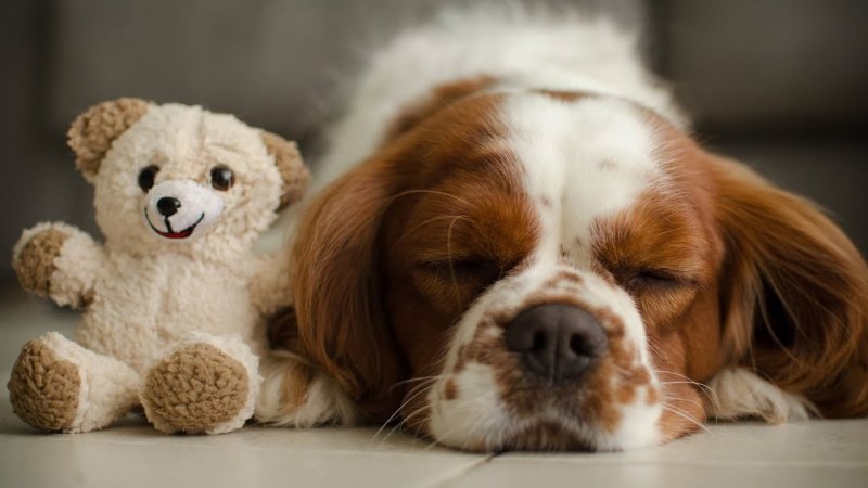 Спящий Кинг Чарльз спаниель