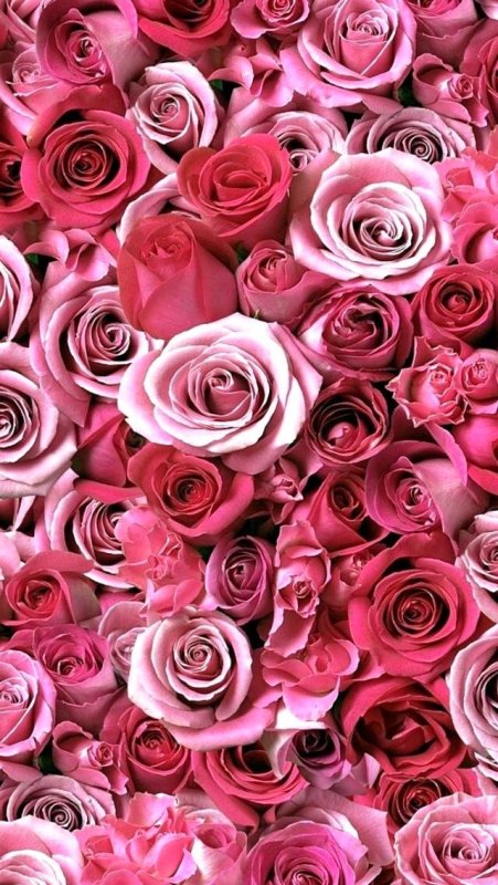 Розовый цвет