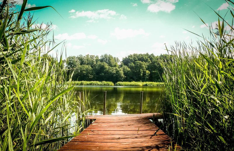 Лето природа