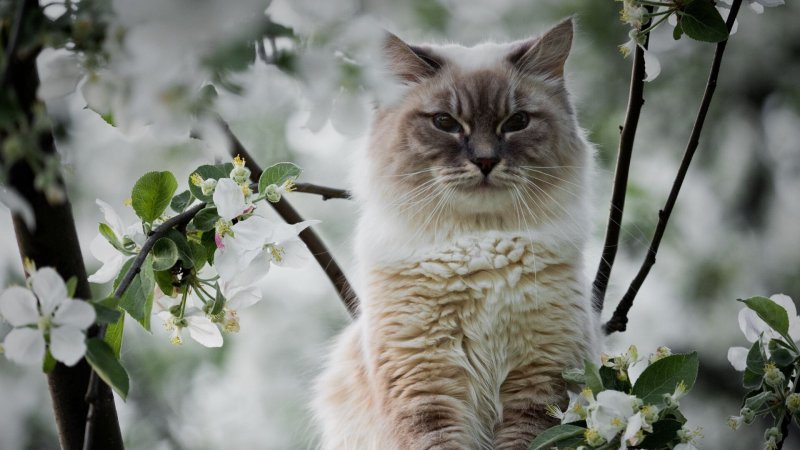 Кошки весной