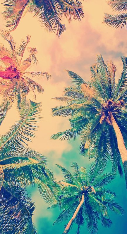 Фон пальмы
