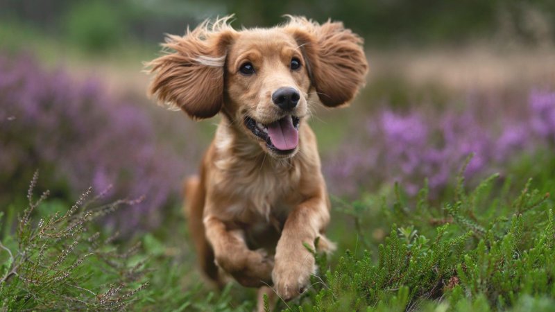 Кокер спаниель маленький