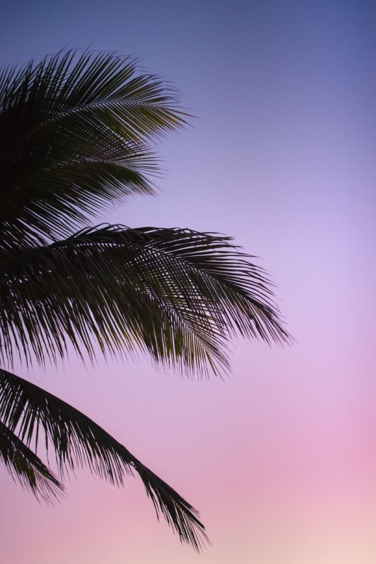 Высокие пальмы