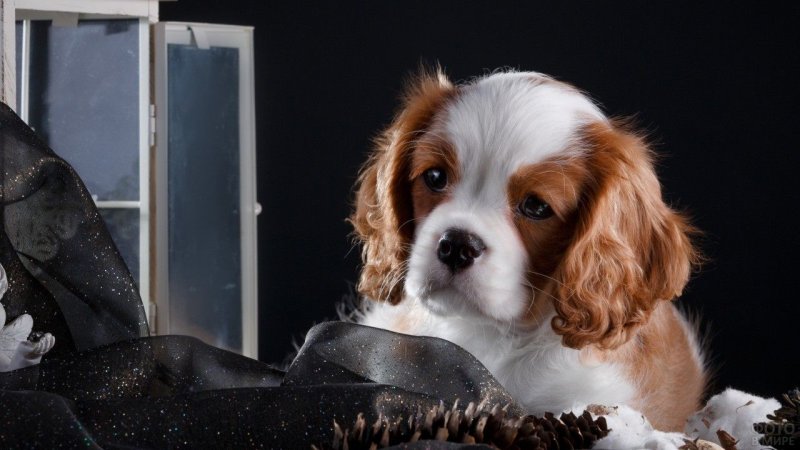 Кокер спаниель кавалер Кинг Чарльз