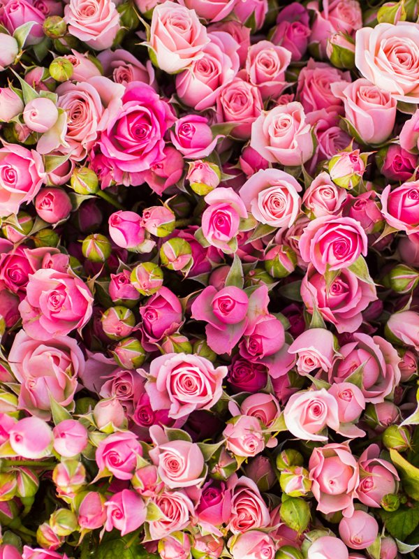 Цветы много