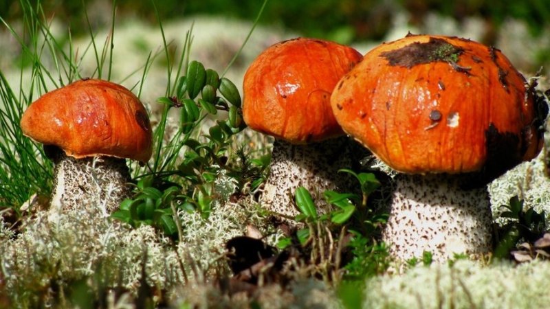 Гриб диктиофора